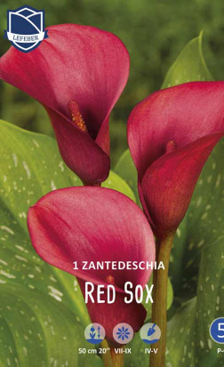 Калла Red Sox (Lefeber)