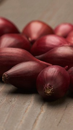 Лук-севок Роми (10-21мм)