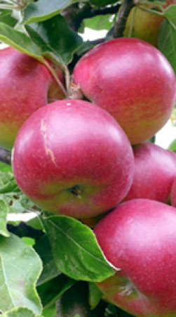 Саженец яблони Коваленковское в контейнере (СП)