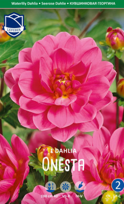 Георгина Onesta (Lefeber)