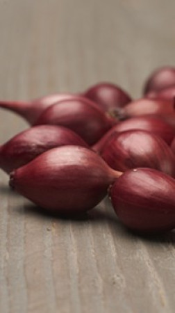 Лук-севок Ред Барон (10-21мм)