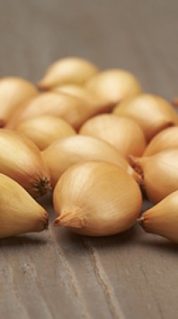 Лук-севок Сеттон F1 (10-21мм)