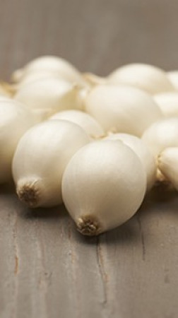 Лук-севок Сновболл (10-21мм)