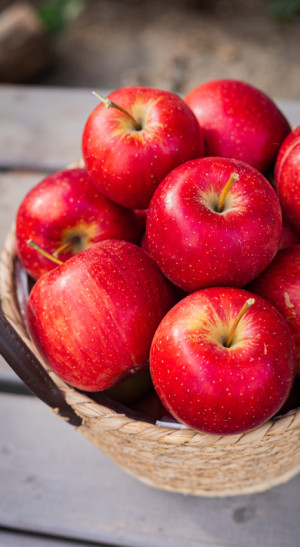 Саженец яблони Богемия, ОКС (НС)