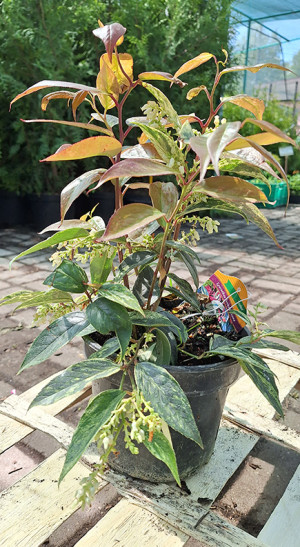 Саженец Леукотоэ fontanesiana Rainbow (Рейнбов) в конт. С2  20-25см.