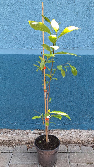 Саженец Магнолия stellata Rosea (стеллата Розеа) в конт.С2  100-120см.
