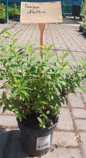 Саженец Спирея японская Albiflora (Албифлора) в конт. С2  30-40см.