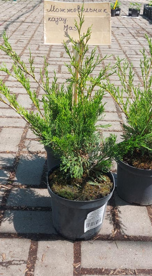 Саженец Можжевельник казацкий Mas (Мас) в конт. С2  30-40см.