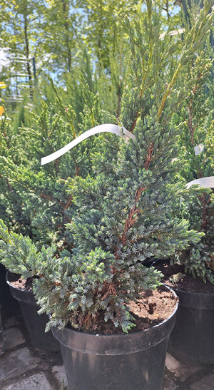 Саженец Можжевельник чешуйчатый Blue Compact (Блю Компакт)в конт. С5  40-50cм.