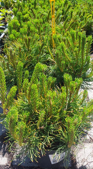 Саженец Сосна горная var. Pumilio (Пумилио) в конт. С2  20см.