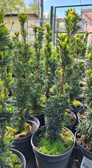 Саженец Тисс ягодный Fastigiata (Фастигиата) в конт. С2