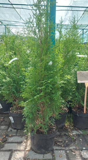 Саженец Туя западная Columna (Колумна) в конт. С5  90-100см.