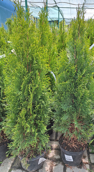 Саженец Туя западная Smaragd (Смарагд) в конт. С5  80-100см.