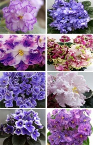 Рассада сенполии (Фиалка) мал (п)