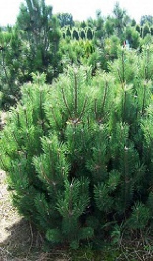 Саженцы Сосна горная Mughus С2.5 ЗГ