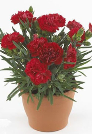Растение Гвоздика горшечная Oskar 18см Р11 (ЗГ)