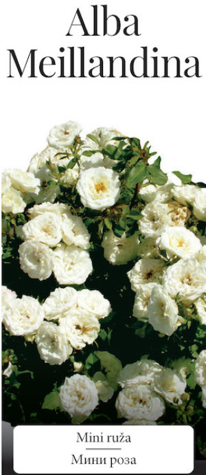 Розы саженцы миниатюрная Alba Meillandina