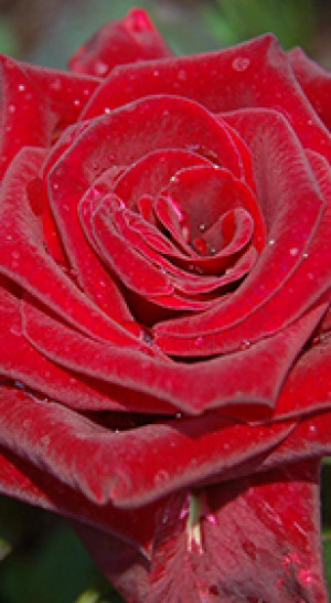 Розы саженцы на штамбе чайно-гибридная Kardinal