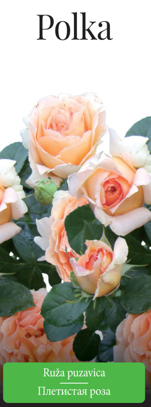 Розы саженцы плетистая Polka