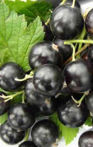 Саженец смородины черной Экзотика, ОКС, 2 года (Сад Помолейко А.В. КФХ)