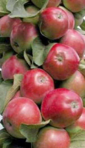 Саженец яблони колоновидной Валюта в контейнере (СП)