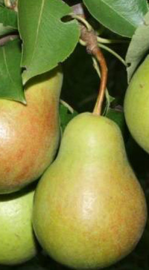 Саженец груши Чижовская, ОКС (НС)
