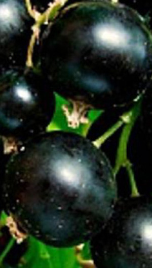 Саженец смородины черной Память Вавилова, ОКС (К)