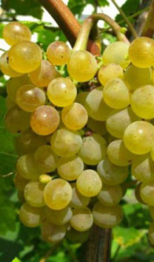 Саженцы Виноград Кристалл С3 (П)