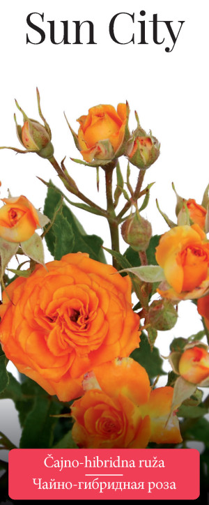 Розы саженцы чайно-гибр Sun City
