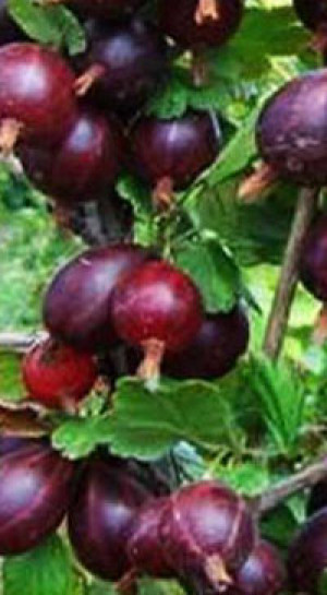 Саженец крыжовника Черносливовый, 2 года, ОКС (П)