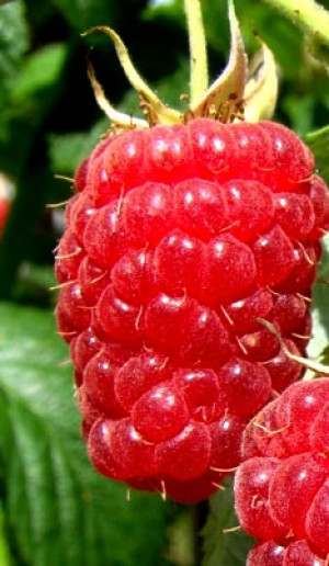 Саженец малины Московский великан, ОКС (Сад Помолейко А.В. КФХ)