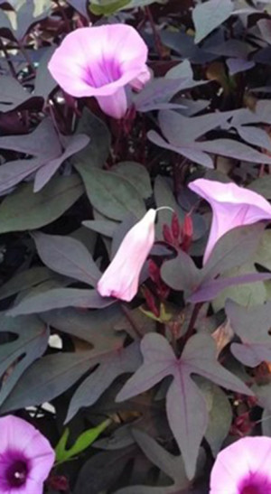 Рассада ипомеи (Батат) в конт. P9 (ЗГ)