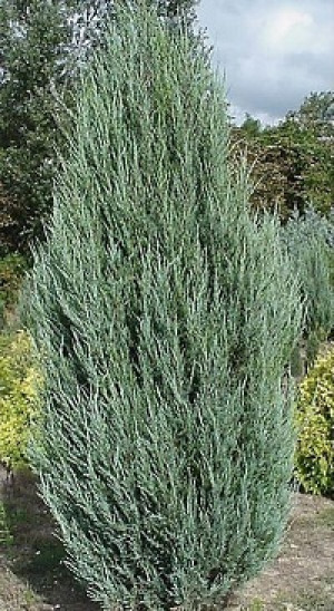 Саженцы Можжевельник scopulorum Blue Arrow С3