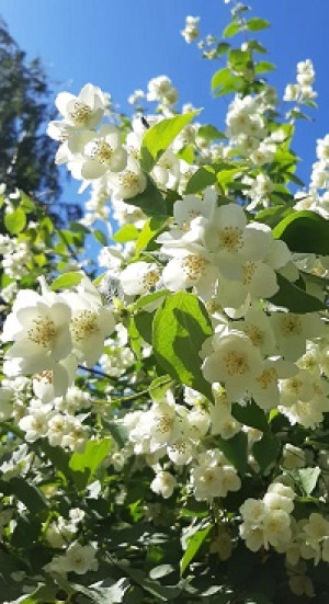 Саженцы Чубушник Bialy Karzel С3
