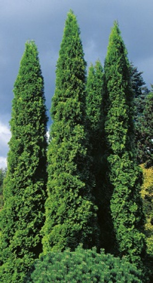 Саженцы Туя западная Columna С3