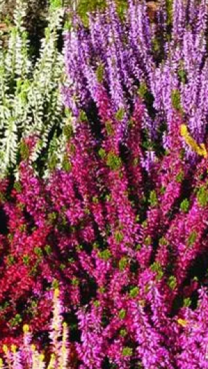 Саженцы Вереск 25см Р13 (ЗГ)