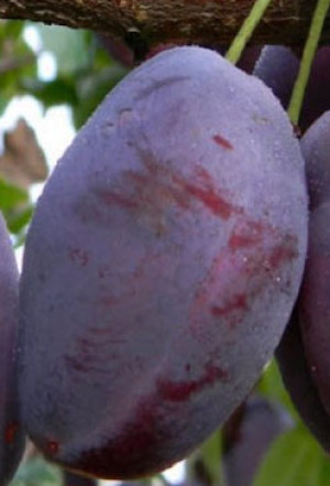 Саженец сливы Волат (Новатор Сад КХ)