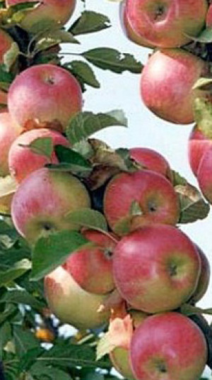 Саженец яблони колоновидной Орловская гирлянда, ОКС (НС)