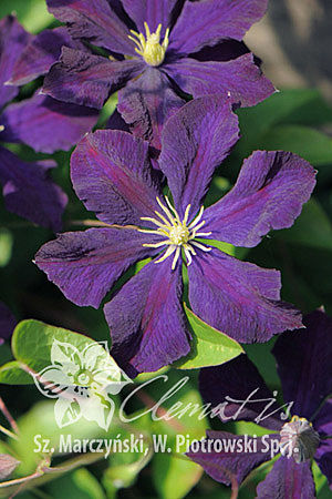 Саженцы Клематис Etoile Violette GV C2