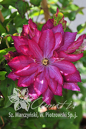 Саженцы Клематис Kaen C2