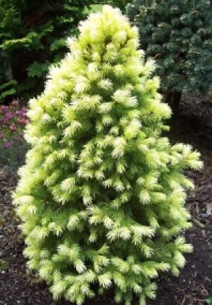 Саженцы Ель канадская Дейзи Вайт С2 НС