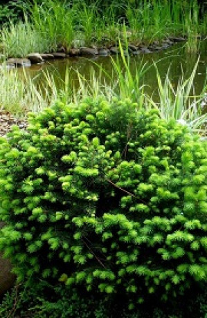 Саженцы Ель сербская Карел С2 НС