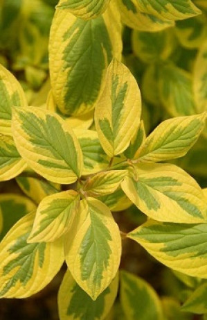 Саженцы Дерен Спаеши С5 НС