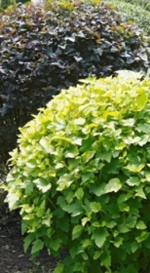 Саженцы Пузыреплодник калинолистный в ассортименте ЗГ