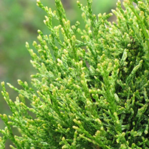 Саженцы Туя западная Smaragd Witbont 25-35cм C2.5 ЗГ