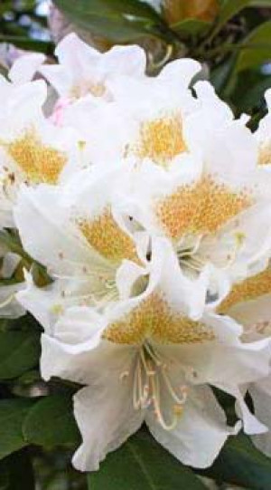 Саженцы Рододендрон Альбум С2 (НС)
