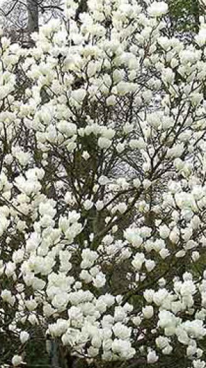 Саженцы Магнолия Суперб С1 НС