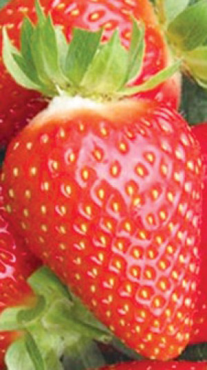 Рассада земляники садовой Ами в конт. Р9 (Клубника) (ЛК)