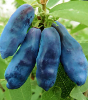 Саженец жимолости Блю банана в конт. Р9 (НС)