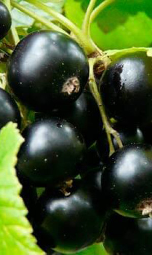 Саженец смородины черной Клусоновская в контейнере С2 (НС)